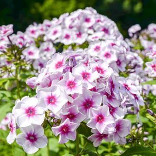Floks (Phlox) - Płomyk wiechowaty - Graf Zeppelin - GIGA paczka! - 50 szt.