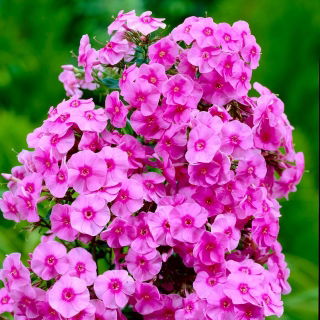 Floks (Phlox) - Płomyk wiechowaty - różowy - GIGA paczka! - 50 szt.