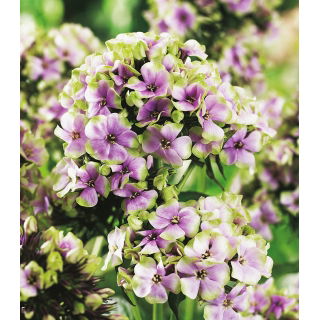 Floks (Phlox) - Płomyk wiechowaty - Sherbet Blend - GIGA paczka! - 50 szt.