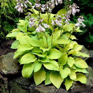 Funkia - Hosta August Moon - duża paczka! - 10 szt.