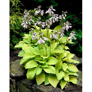 Funkia - Hosta August Moon - duża paczka! - 10 szt.