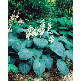 Funkia - Hosta Elegans - duża paczka! - 10 szt.