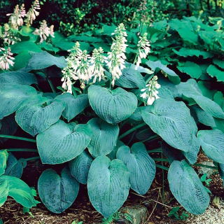 Funkia - Hosta Elegans - duża paczka! - 10 szt.