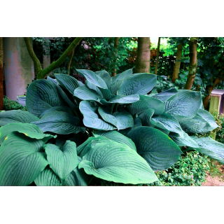 Funkia - Hosta Empress Wu - duża paczka! - 10 szt.