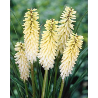 Kniphofia biała - GIGA paczka! - 50 szt.