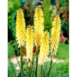 Kniphofia Percy's Pride - duża paczka! - 10 szt.