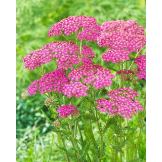 Krwawnik pospolity - Lilac Beauty - fioletowy - GIGA paczka! - 50 szt.