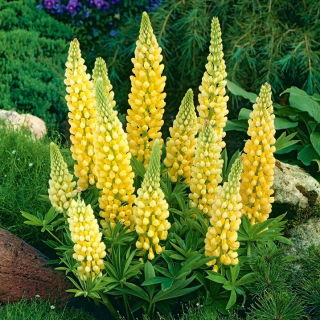 Łubin żółty - Yellow - GIGA paczka! - 50 szt.