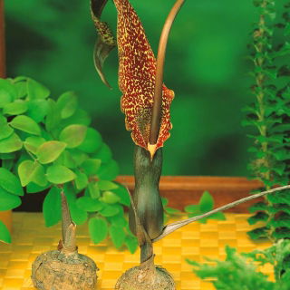 Arum Cornutum - Lilia Voodoo - oryginał w rozmiarze XL - duża paczka! - 10 szt.