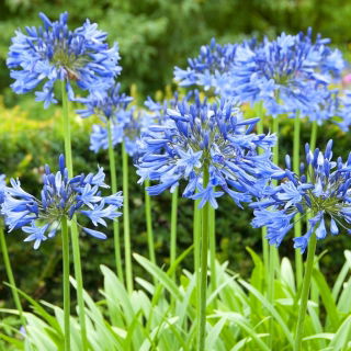 Agapant niebieski - Agapanthus Blue - GIGA paczka! - 50 szt.