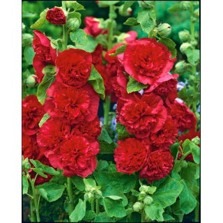 Malwa czerwona - Red - GIGA paczka! - 50 szt.