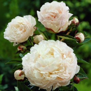 Piwonia, Paeonia - Shirley Temple - sadzonka - duża paczka! - 10 szt.