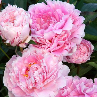 Piwonia, Paeonia - Sarah Bernhardt - sadzonka - duża paczka! - 10 szt.
