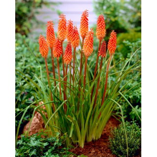 Kniphofia pomarańczowa - duża paczka! - 10 szt.