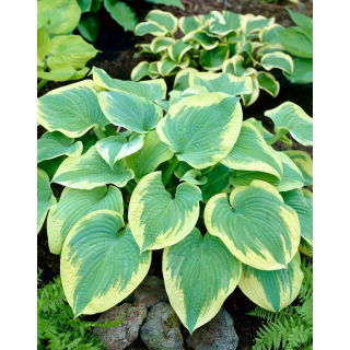 Funkia - Hosta Robert Frost - duża paczka! - 10 szt.