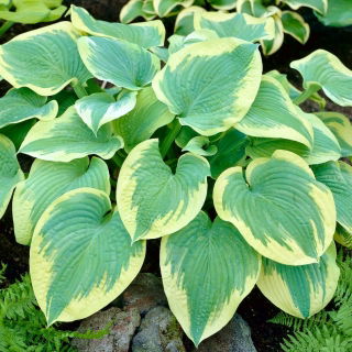 Funkia - Hosta Robert Frost - duża paczka! - 10 szt.