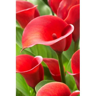 Calla Red Alert - duża paczka! - 10 szt.