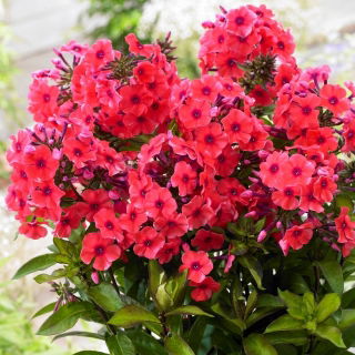 Floks (Phlox) - Płomyk wiechowaty - Tequila Sunrise - GIGA paczka! - 50 szt.