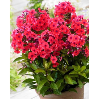 Floks (Phlox) - Płomyk wiechowaty - Tequila Sunrise - GIGA paczka! - 50 szt.