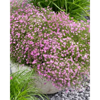 Gipsówka różowa - Gypsophila - sadzonka - GIGA paczka! - 50 szt.