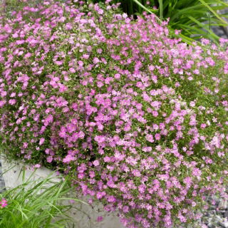Gipsówka różowa - Gypsophila - sadzonka - GIGA paczka! - 50 szt.