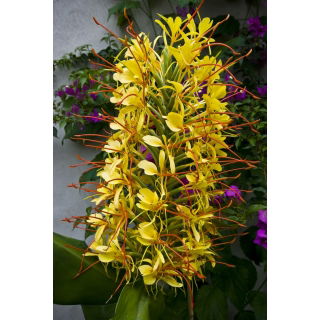 Wianecznik Gardnera - Hedychium gardnerianum - rozmiar TOP - duża paczka! - 10 szt.