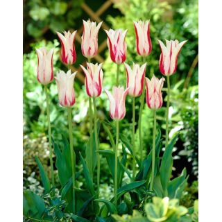 Tulipan Marilyn - opak. 5 szt.