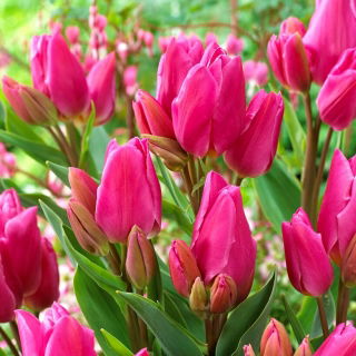 Tulipan Happy Family - opak. 5 szt.