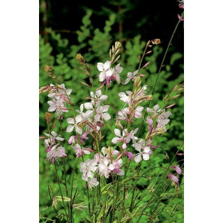 Gaura - Gaura lindheimeri