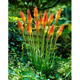 Kniphofia uvaria - sadzonka