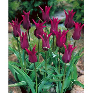 Tulipan Burgundy - duża paczka! - 50 szt.