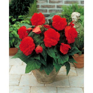 Begonia strzępiasta - czerwona - duża paczka! - 20 szt.