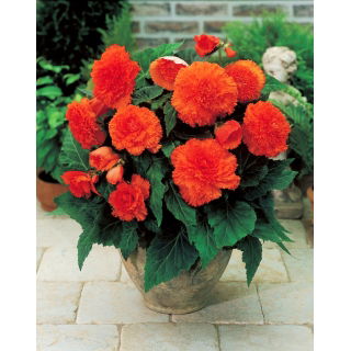 Begonia strzępiasta - pomarańczowa - 2 szt.