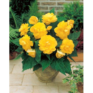 Begonia pełna - żółta - duża paczka! - 20 szt.