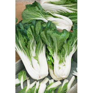 Kapusta chińska Pak-Choi  