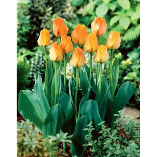 Tulipan Daydream - opak. 5 szt.