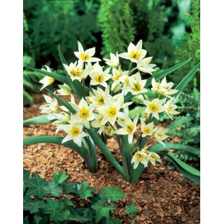 Tulipan Turkestanica - opak. 5 szt.