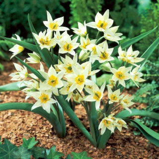 Tulipan Turkestanica - opak. 5 szt.