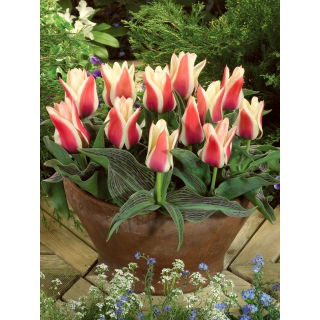 Tulipan Turkish Delight - opak. 5 szt.