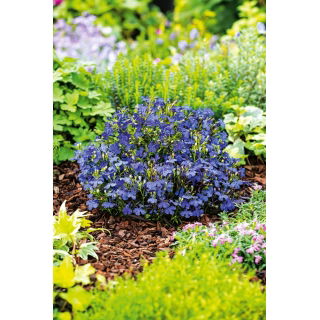 Lobelia przylądkowa niebieska - Stroiczka