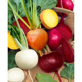 Burak ćwikłowy - mieszanka kolorowych odmian - NASIONA OTOCZKOWANE