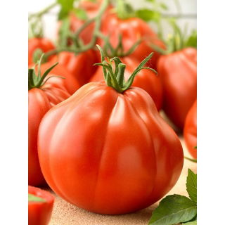 Pomidor Or Pera d'Abruzzo - gruntowy, gruszkowy, duży, mięsisty