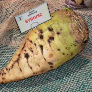Burak pastewny jednokiełkowy Syriusz - 0,25 kg