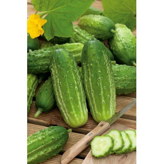 Ogórek Edyp F1 - NANO-GRO - 30% większe zbiory