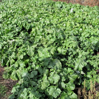 Rzepa pastewna Polybra - 100 g