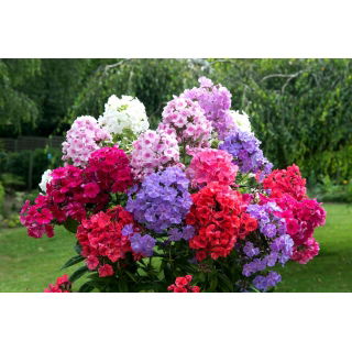 Floks (Phlox) - Płomyk wiechowaty - mix - 1 szt.