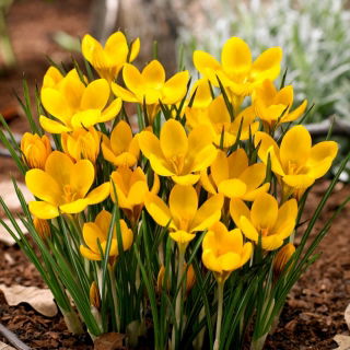Krokus Dorothy - duża paczka! - 100 szt.