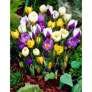 Krokus Botaniczny - mix - GIGA paczka! - 500 szt.