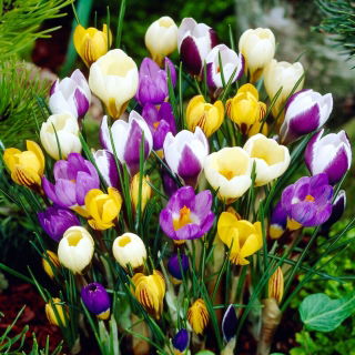 Krokus Botaniczny - mix - GIGA paczka! - 500 szt.