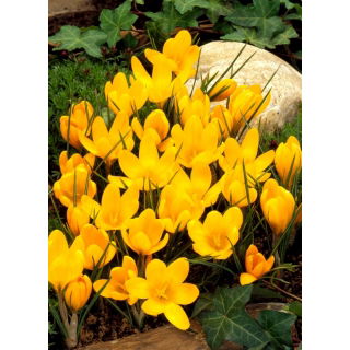 Krokus Żółty - duża paczka! - 100 szt.